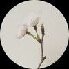peonydearly